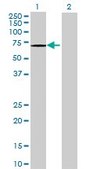 Anti-FLJ10826 antibody produced in mouse purified immunoglobulin, buffered aqueous solution