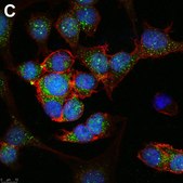 Anti-Linear Ubiquitin Antibody, clone 1E3 ZooMAb&#174; Rabbit Monoclonal recombinant, expressed in HEK 293 cells