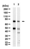 Anti-CD33/Siglec-3 Antibody, clone 1D10 ZooMAb&#174; Rabbit Monoclonal recombinant, expressed in HEK 293 cells
