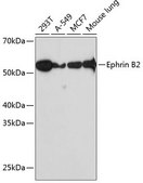 Anti-Ephrin B2 antibody produced in rabbit