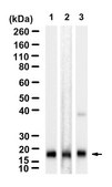 Anti-GPx4 Antibody, clone 1G5 ZooMAb&#174; Rabbit Monoclonal recombinant, expressed in HEK 293 cells