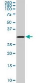 Monoclonal Anti-AQP8 antibody produced in mouse clone 1A1, purified immunoglobulin, buffered aqueous solution