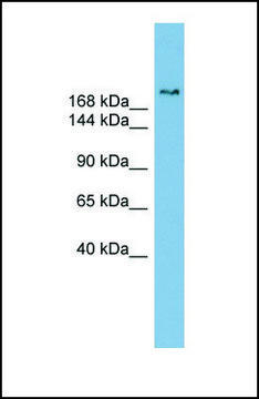 Anti-SETBP1 antibody produced in rabbit affinity isolated antibody