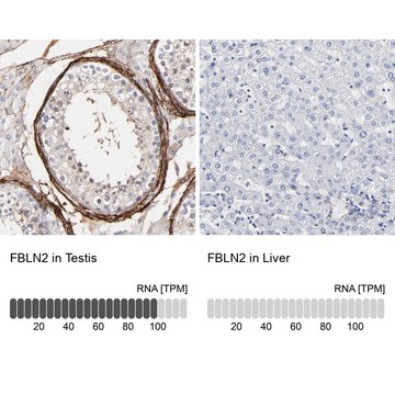 Anti-FBLN2 antibody produced in rabbit Prestige Antibodies&#174; Powered by Atlas Antibodies, affinity isolated antibody, buffered aqueous glycerol solution