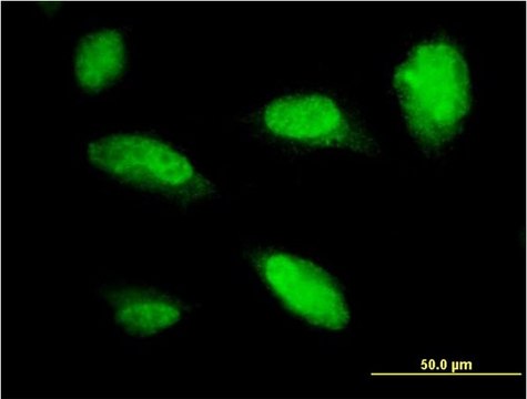 Monoclonal Anti-PHOX2A antibody produced in mouse clone 4F6, purified immunoglobulin, buffered aqueous solution