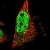 Anti-SCRN2 antibody produced in rabbit Prestige Antibodies&#174; Powered by Atlas Antibodies, affinity isolated antibody, buffered aqueous glycerol solution, Ab2