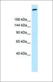 Anti-GOLGB1 antibody produced in rabbit affinity isolated antibody
