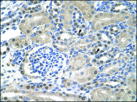 Anti-NXF1 antibody produced in rabbit IgG fraction of antiserum