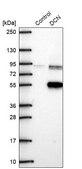 Anti-DCN antibody produced in rabbit Prestige Antibodies&#174; Powered by Atlas Antibodies, affinity isolated antibody