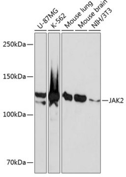 Anti-JAK2 Antibody, clone 4B0K1, Rabbit Monoclonal
