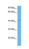 Anti-MYC affinity isolated antibody