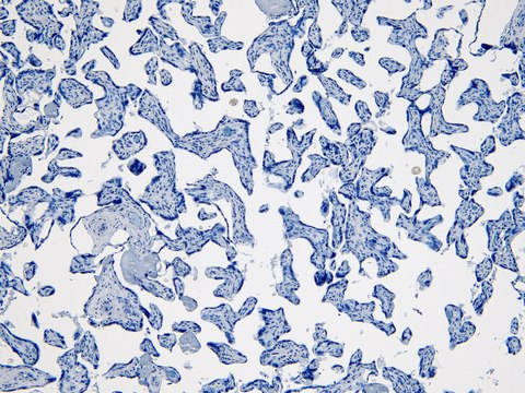 Anti-IDO1 antibody produced in goat affinity isolated antibody, buffered aqueous solution