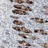 Anti-SPINK4 antibody produced in rabbit Prestige Antibodies&#174; Powered by Atlas Antibodies, affinity isolated antibody, buffered aqueous glycerol solution