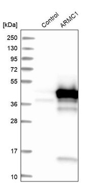 Anti-ARMC1 antibody produced in rabbit Prestige Antibodies&#174; Powered by Atlas Antibodies, affinity isolated antibody, buffered aqueous glycerol solution