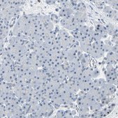 Anti-IMPG2 antibody produced in rabbit Prestige Antibodies&#174; Powered by Atlas Antibodies, affinity isolated antibody