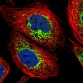 Anti-ACAD9 antibody produced in rabbit Prestige Antibodies&#174; Powered by Atlas Antibodies, affinity isolated antibody