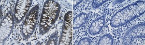 Anti-CD138/Syndecan-1 Antibody, clone 3N22-1 ZooMAb&#174; Rabbit Monoclonal recombinant, expressed in HEK 293 cells