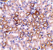 Anti-Nephrin Antibody from rabbit, purified by affinity chromatography