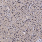 Anti-ATG2B antibody produced in rabbit Prestige Antibodies&#174; Powered by Atlas Antibodies, affinity isolated antibody, buffered aqueous glycerol solution, Ab1