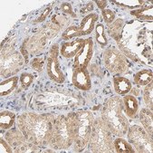Anti-PRKAB1 antibody produced in rabbit Prestige Antibodies&#174; Powered by Atlas Antibodies, affinity isolated antibody, buffered aqueous glycerol solution