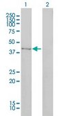 Monoclonal Anti-DNMT2 antibody produced in mouse clone 1E12, purified immunoglobulin, buffered aqueous solution