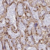 Anti-PAGE4 antibody produced in rabbit Prestige Antibodies&#174; Powered by Atlas Antibodies, affinity isolated antibody, buffered aqueous glycerol solution