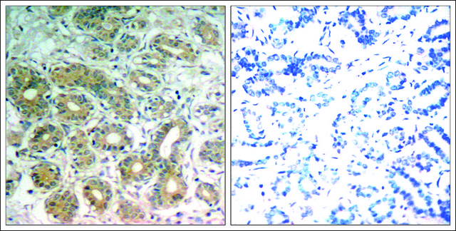Anti-PTPN11 (Ab-542) antibody produced in rabbit affinity isolated antibody