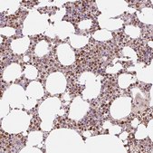 Anti-SPI1 antibody produced in rabbit Prestige Antibodies&#174; Powered by Atlas Antibodies, affinity isolated antibody, buffered aqueous glycerol solution