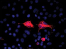 Anti-PLAUR/uPAR antibody, Mouse monoclonal clone PL231, purified from hybridoma cell culture