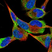 Anti-GNA13 antibody produced in rabbit Prestige Antibodies&#174; Powered by Atlas Antibodies, affinity isolated antibody, buffered aqueous glycerol solution