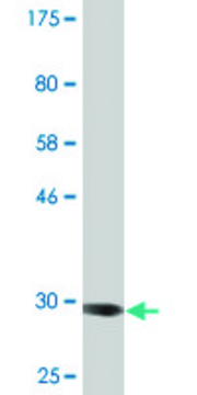 Monoclonal Anti-ADAM29 antibody produced in mouse clone 3A6, purified immunoglobulin, buffered aqueous solution