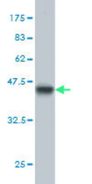 Monoclonal Anti-BFSP1 antibody produced in mouse clone 6B4, purified immunoglobulin, buffered aqueous solution