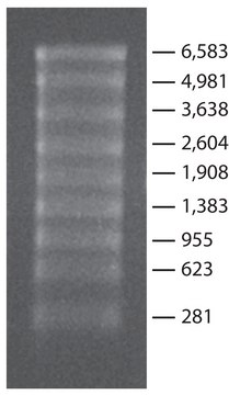 Transcript RNA Markers 0.28-6.6 kb for RNA electrophoresis