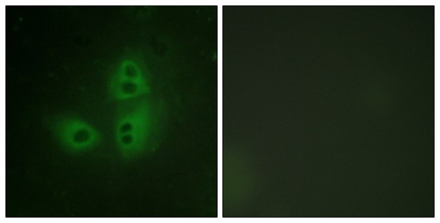 Anti-NNOS antibody produced in rabbit affinity isolated antibody