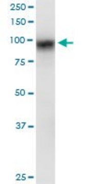 Anti-DLG3 antibody produced in mouse purified immunoglobulin, buffered aqueous solution