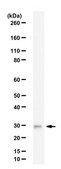Anti-Nicotinamide N-methyltransferase from rabbit, purified by affinity chromatography