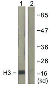 Anti-Histone H3 antibody produced in rabbit affinity isolated antibody