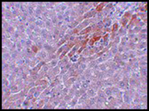 Anti-PROSAPIP2 antibody produced in rabbit affinity isolated antibody, buffered aqueous solution