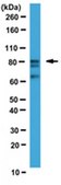 Anti-WAC Antibody, NT from rabbit, purified by affinity chromatography