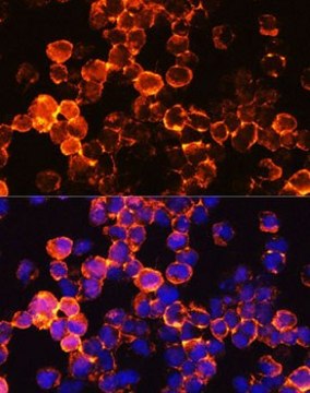 Anti-CD45 antibody produced in rabbit