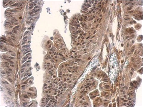 Anti-SMAD3 antibody produced in rabbit