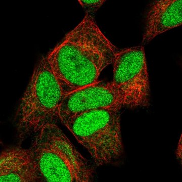 Anti-NUCKS1 antibody produced in rabbit Prestige Antibodies&#174; Powered by Atlas Antibodies, affinity isolated antibody