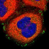 Anti-ITGAV antibody produced in rabbit Prestige Antibodies&#174; Powered by Atlas Antibodies, affinity isolated antibody, buffered aqueous glycerol solution