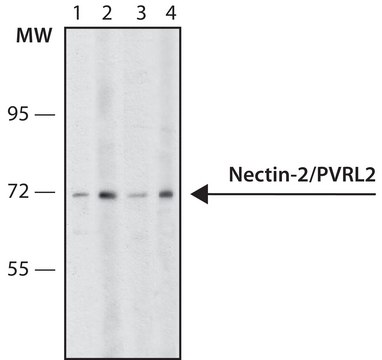 Monoclonal Anti-Nectin-2/PVRL2 antibody produced in mouse clone R2.5254.2, purified from hybridoma cell culture