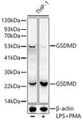 Anti-GSDMD Antibody, clone 2I7Z4, Rabbit Monoclonal