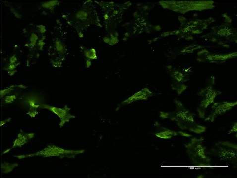 Monoclonal Anti-STX4A antibody produced in mouse clone 6A1, purified immunoglobulin, buffered aqueous solution