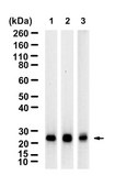 Anti-Rab14 Antibody, clone 1M15 ZooMAb&#174; Rabbit Monoclonal recombinant, expressed in HEK 293 cells