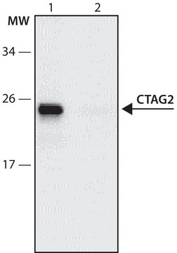 Anti-CTAG2 (22-35) antibody produced in rabbit IgG fraction of antiserum