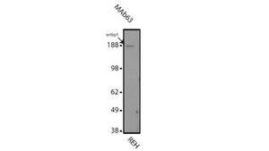 Anti-SETBP1 Antibody, clone 63 clone 63, from mouse