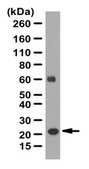 Anti-Claudin-11 Antibody from rabbit, purified by affinity chromatography